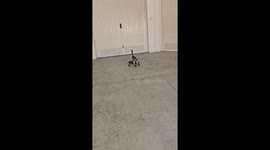 Skilled Kitten Skates On Several Boards