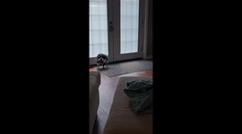 Pet Raccoon Chases Its Tail
