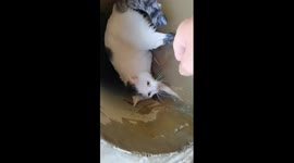 Chinese owner saves newborn kittens from flooded drainpipe following surprise birth by his cat in China