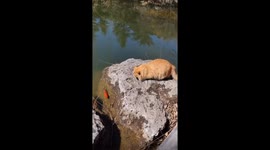 Incredible moment cat nabs fish directly from water in China