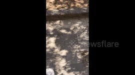 Total solar eclipse sees unusual shadows projected onto ground in Mexico