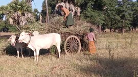 Myanmar earns over 1.48 bln USD from beans, pulses export in 2023-24 FY