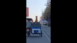 Pet dog rides on tuk-tuk roof in the Philippines