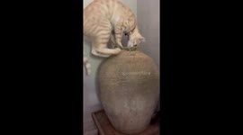 Cat climbs into pot to pilfer money from owner's piggy bank hiding place