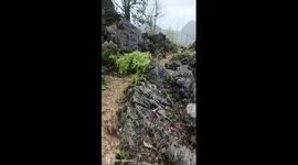 Pet dog helps owner carry vegetables down hill in China
