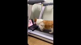 Pet Corgi works out on treadmill while watching doggy video as motivation