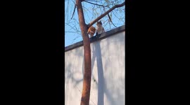 Stray cat helps his friend climb down tree