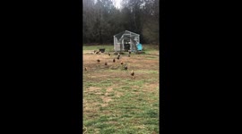 Hopping hero: Rooster's whimsical waddle through the farmyard