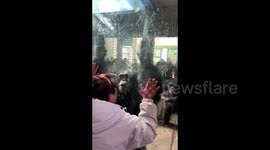 Chimpanzee mimics man's energetic jumping at Chinese zoo