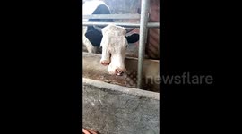 Rare two-nosed cow found on Chinese farm