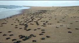 Thousands of turtle hatchlings crawl towards ocean in east India