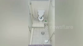 Elusive rat snake hides for three days in Thai woman's toilet