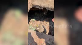 Cow rescued after falling into narrow septic tank in central India