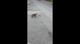 Unfazed feline: cat engages in playful pursuit with nonchalant mouse