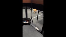 Laughing out loud: hilarious dog rug slide!
