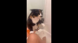 Mars: the shower-loving cat