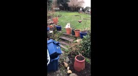 Playtime in the garden: George the ultimate cat's call for fun