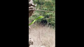 Green snake emerges in Laos