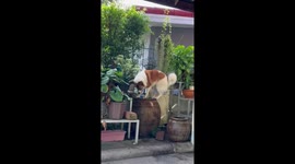 Dog climbs into jar of water to cool off