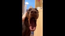 Doberman lets out huge yawns on command