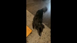 This Dog Is One of the Boys