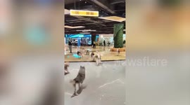 Dozens of huskies escape from pet café - causing chaos in shopping centre