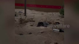 Zoo animals exhibited