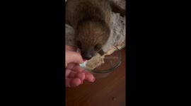 Baby Sloth Blows Water Bubbles