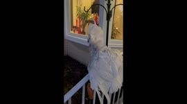 Cockatoo's quirky reaction to solar eclipse