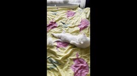 Adorable cat falls asleep in the cutest way possible. She falls a sleep on her back when licking her tummy. And falls back again.