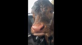 Rescued calf finds warmth and recovery