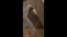 Chihuahua Caught Getting Into Garbage