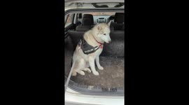 This husky REALLY doesn't want to go to the vet