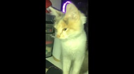 Kitten's Whiskers Look Like a Fancy Mustache