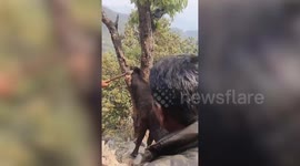 Police officer rescues cow trapped between tree branches in northern India