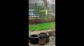 Whimsical Sunflower-Shaped Sprinkler Wows Chinese Viewers