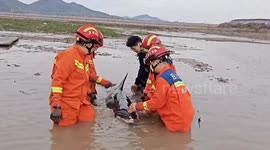 Rescue operation saves beached dolphin in southern China