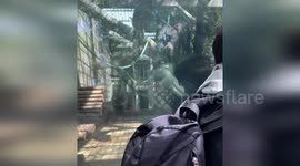 Chimp smashes whole body against glass as zoo visitors laugh and jeer in China