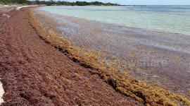Conservationists receive funding to tackle algae blooms in Florida