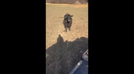 Furious mother cow expresses maternal rage as lady pulls her calf into pickup