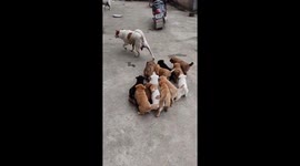 Dozen of puppies follow mama dog for milk in China