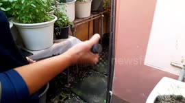 Huge python slithers into pensioner's home to seek respite from heat in Thailand