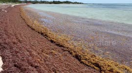 Secures $1.3 Million Grant to Battle Sargassum Onslaught in Keystone Heights, FL, USA