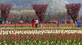 Tourists flock to Asia's largest tulip garden located in north India