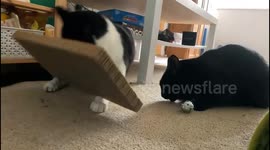 Black & white cat licking the floor accidentally flips over scratch pad and surprises black cat!