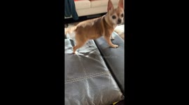 Chihuahua Screams At Mom's Arrival