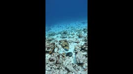 Titan Triggerfish vs Octopus