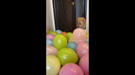 Balloon bonanza: Molly the dog's delightful destruction