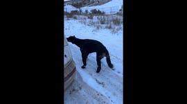 Dog's hilarious reaction to snow boots: a cold-weather solution