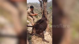 Police rescue cow trapped in tree